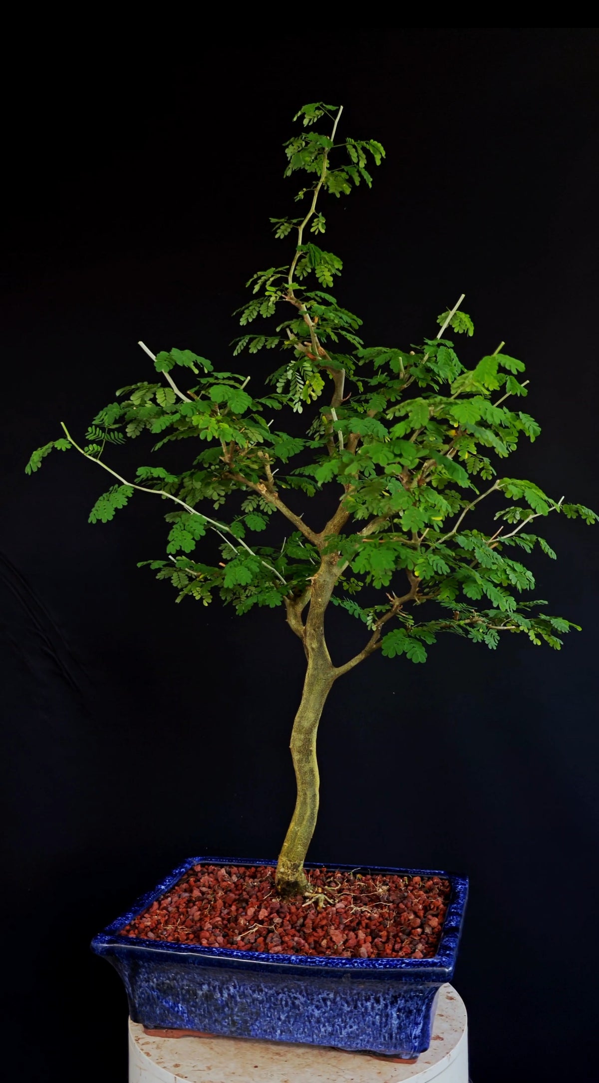 Thorny Brazilian Rain Tree Specimen - 12 Inch Glazed Pot