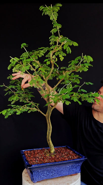 Thorny Brazilian Rain Tree Specimen - 12 Inch Glazed Pot