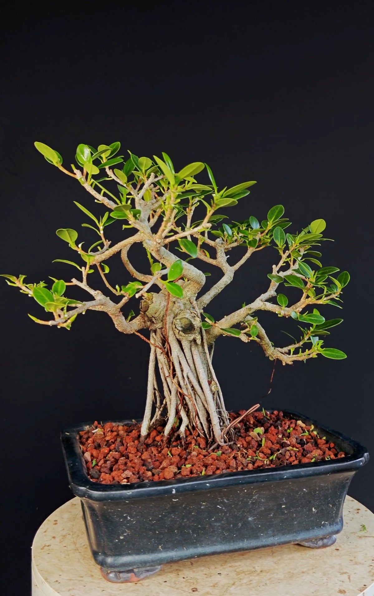 Ficus Microcarpa - 10 inch Glazed Rectangle