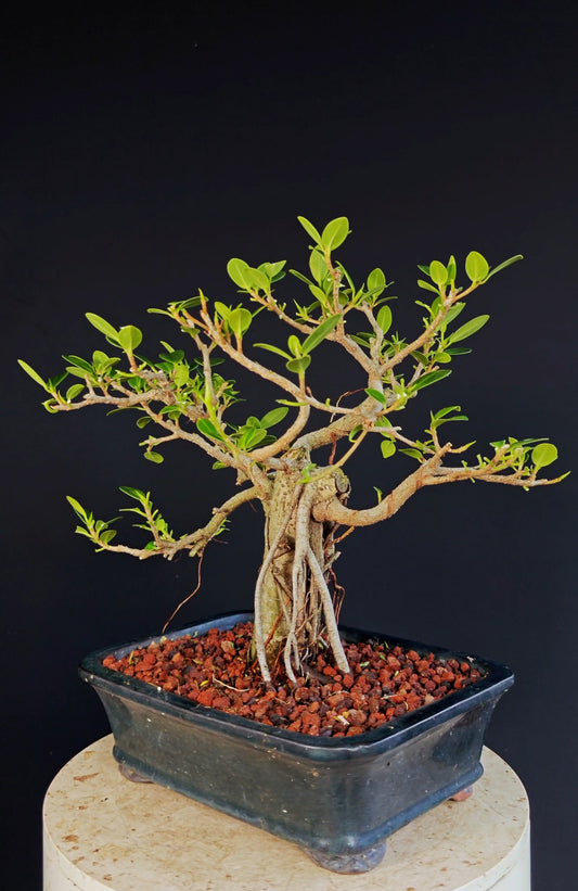 Ficus Microcarpa - 10 inch Glazed Rectangle