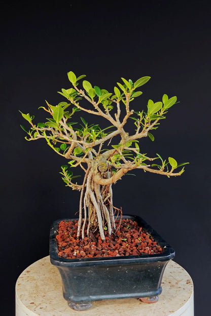 Ficus Microcarpa - 10 inch Glazed Rectangle