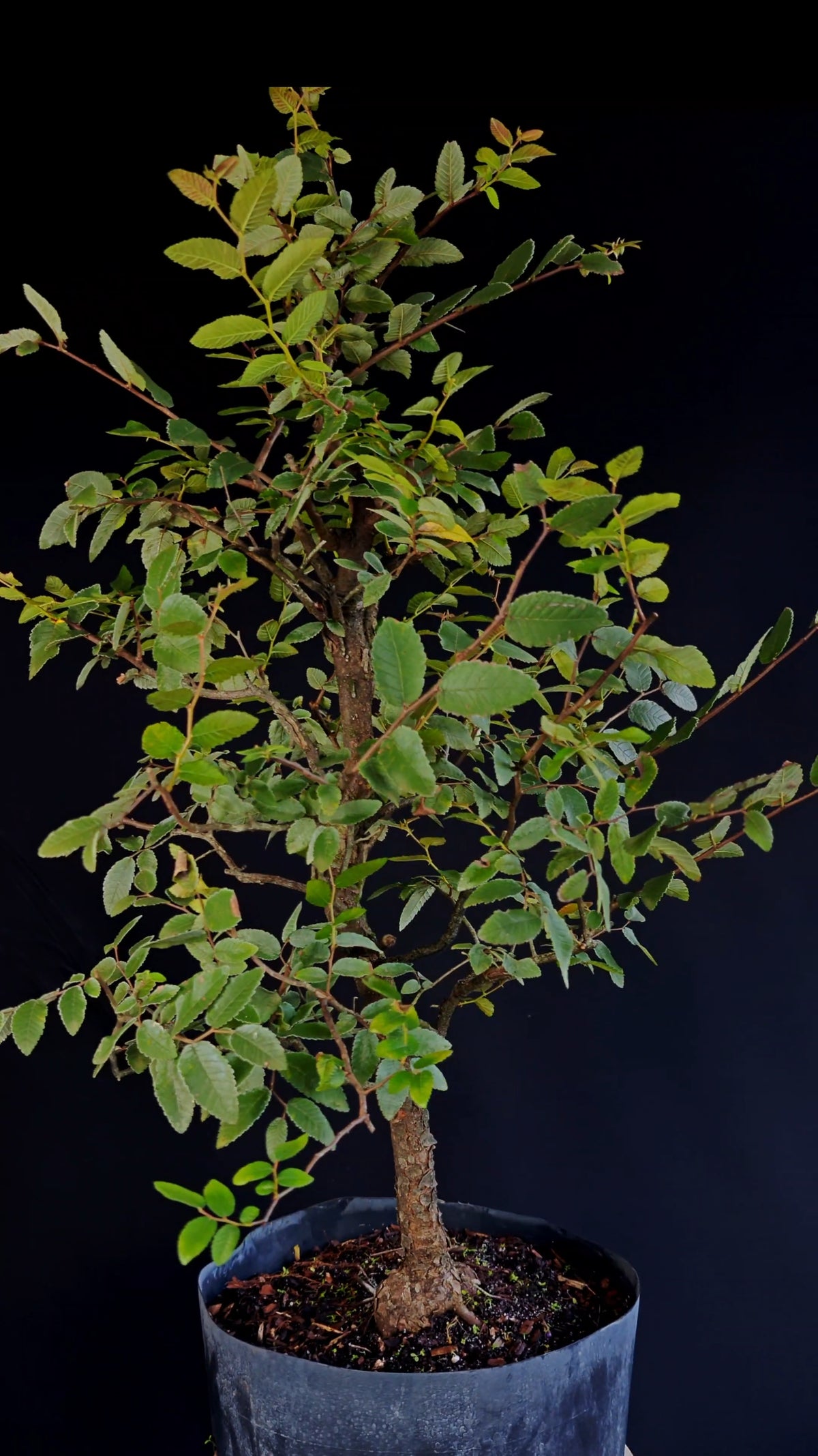 Cedar Elm Bonsai - 12 Inch Plastic Nursery Container