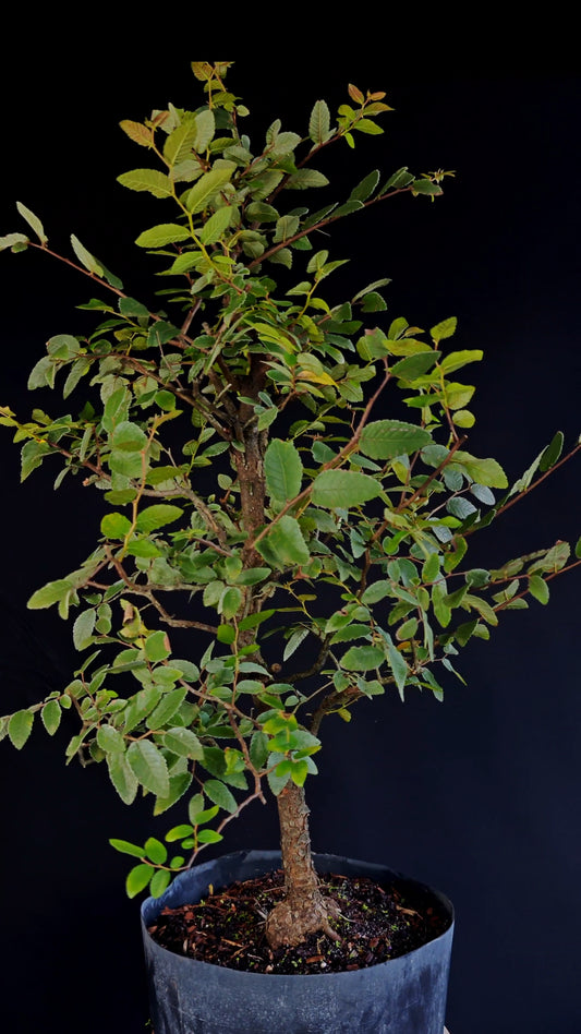 Cedar Elm Bonsai - 12 Inch Plastic Nursery Container