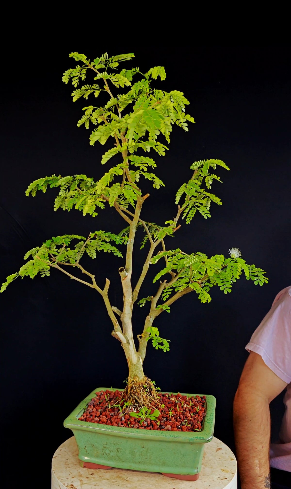 Thornless Flowering Brazilian Rain Tree - 8 Inch Glazed Bonsai Pot