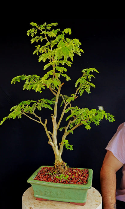 Thornless Flowering Brazilian Rain Tree - 8 Inch Glazed Bonsai Pot