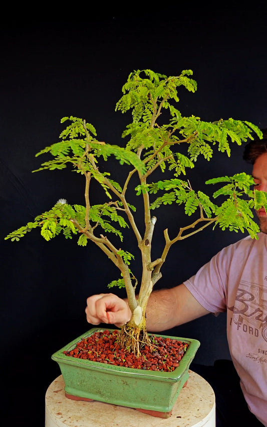 Thornless Flowering Brazilian Rain Tree - 8 Inch Glazed Bonsai Pot