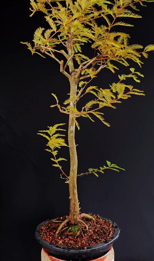 Bald Cypress - 15 inch plastic bonsai pot