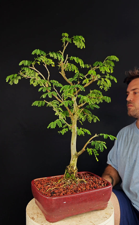 Thornless Flowering Brazilian Rain Tree - 10 Inch Glazed Bonsai Pot