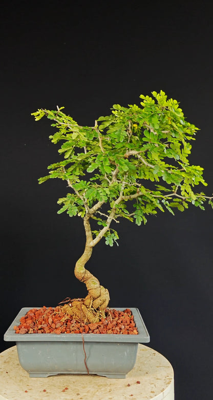 Texas Ebony - 9 Inch Plastic Bonsai Pot