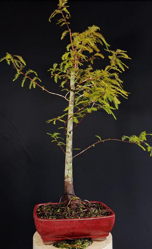Bald Cypress - 12 inch glazed bonsai pot