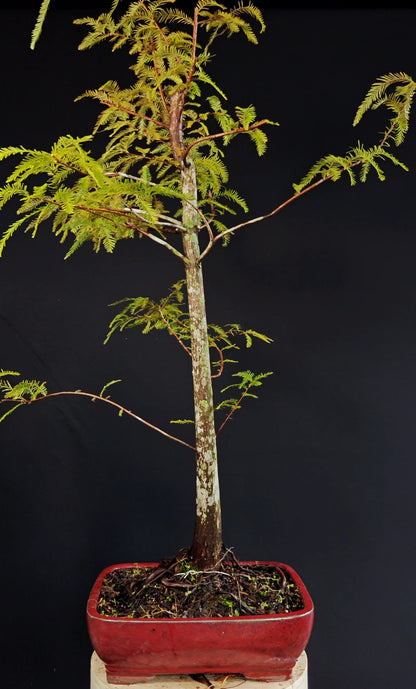 Bald Cypress - 12 inch glazed bonsai pot