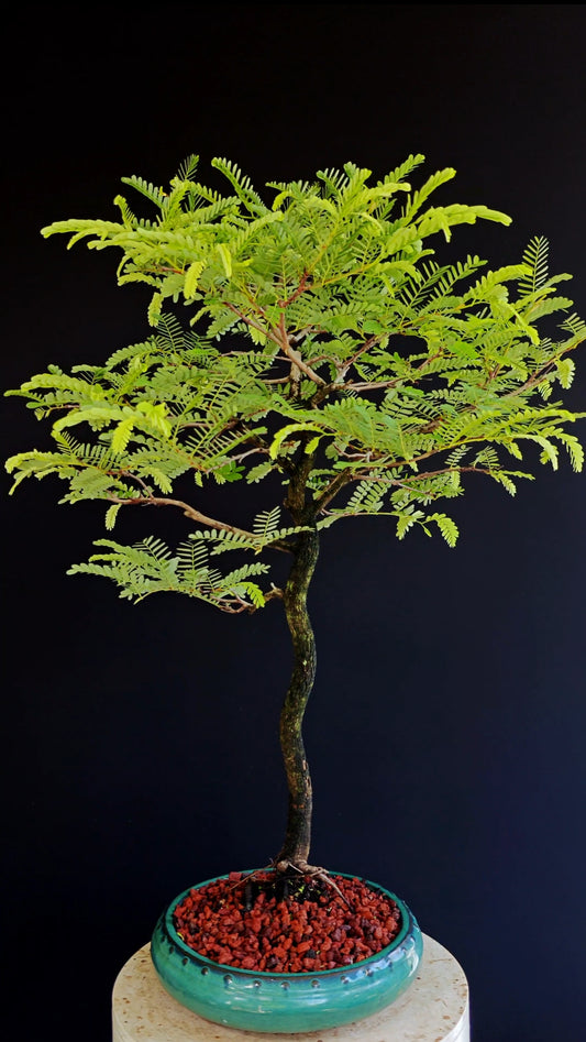 Tamarind Specimen Bonsai - 10 Inch Round Glazed Bonsai Pot