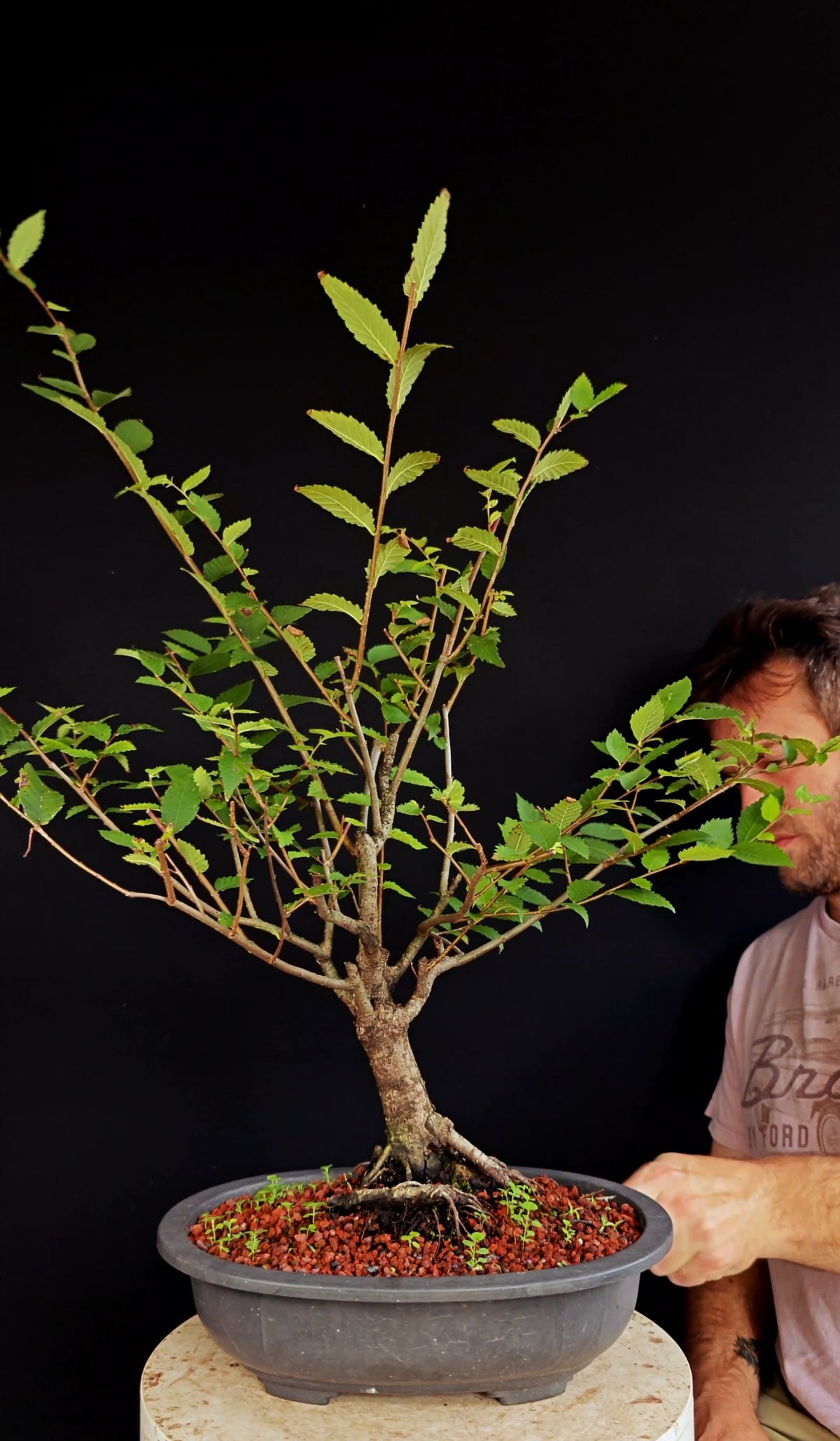 American Elm Pre Bonsai - 12 Inch Plastic Pot