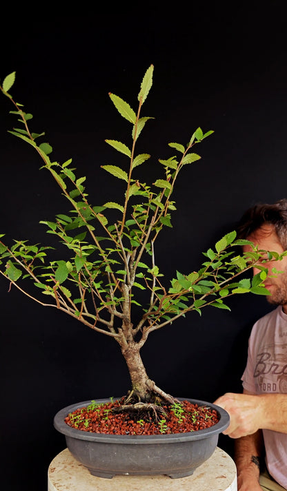 American Elm Pre Bonsai - 12 Inch Plastic Pot