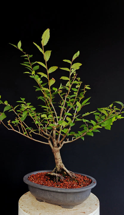 American Elm Pre Bonsai - 12 Inch Plastic Pot