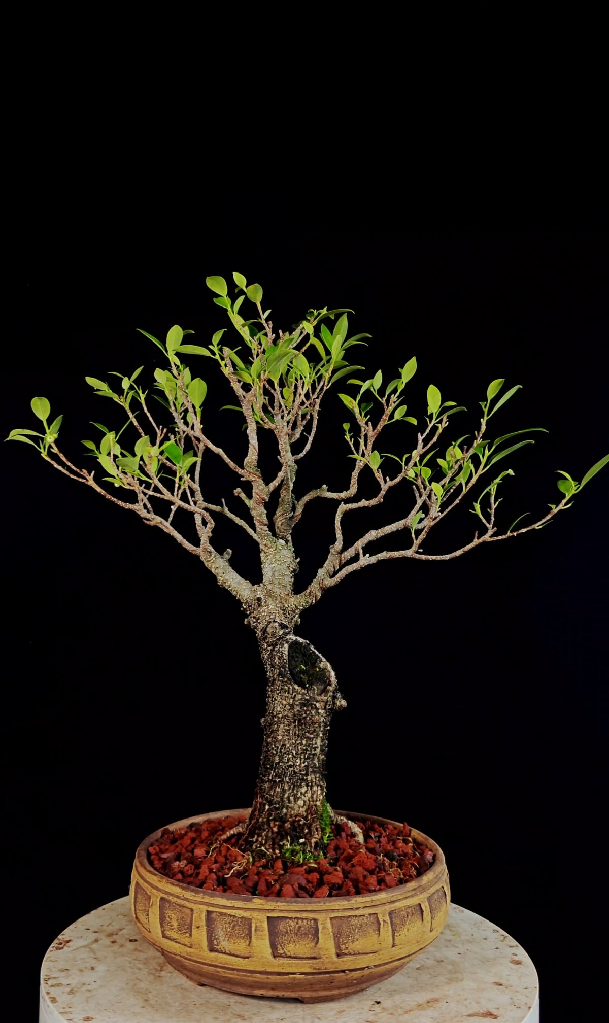 Tigerbark Ficus Specimen Bonsai