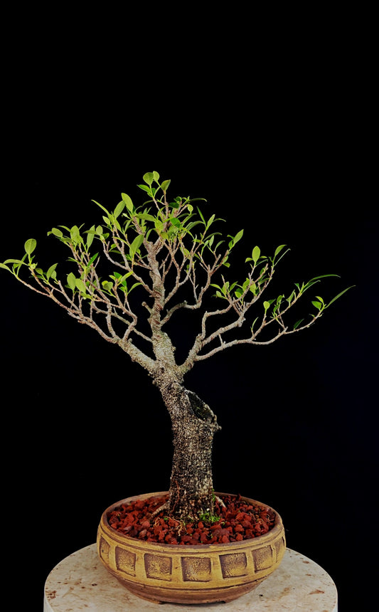 Tigerbark Ficus Specimen Bonsai
