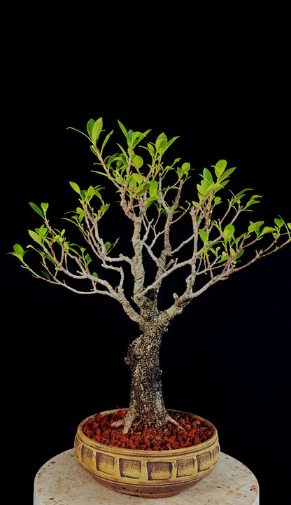 Tigerbark Ficus Specimen Bonsai