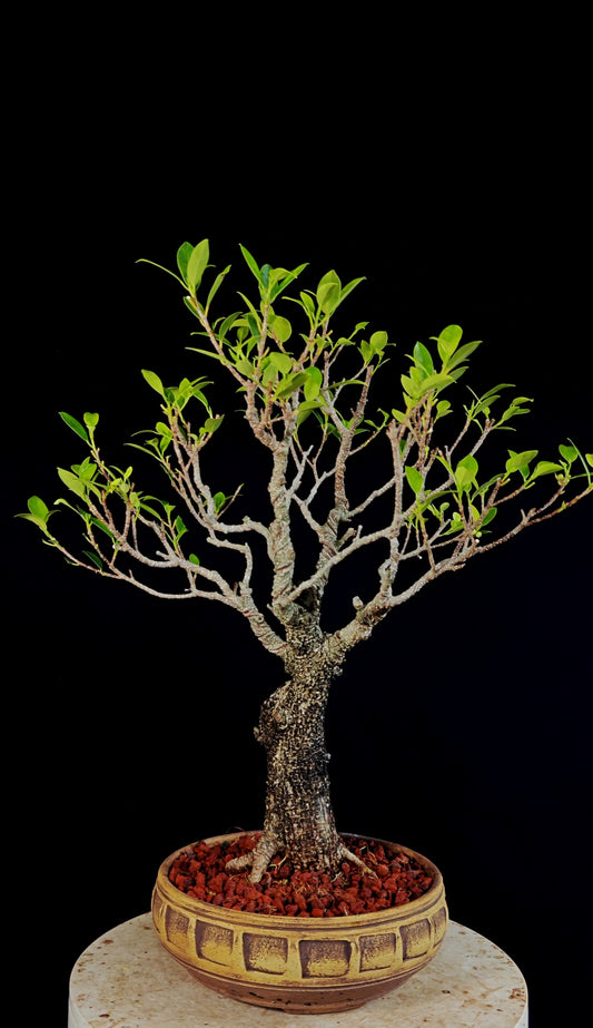 Tigerbark Ficus Specimen Bonsai
