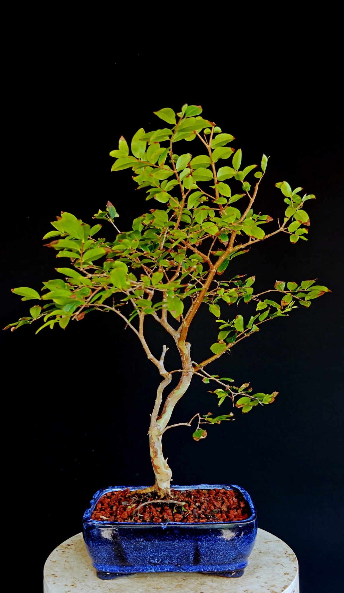 Jaboticaba - 8 Inch Glazed Bonsai Pot