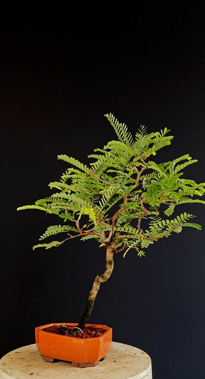 Tamarind Specimen Bonsai - 5 Inch Glazed Bonsai Pot