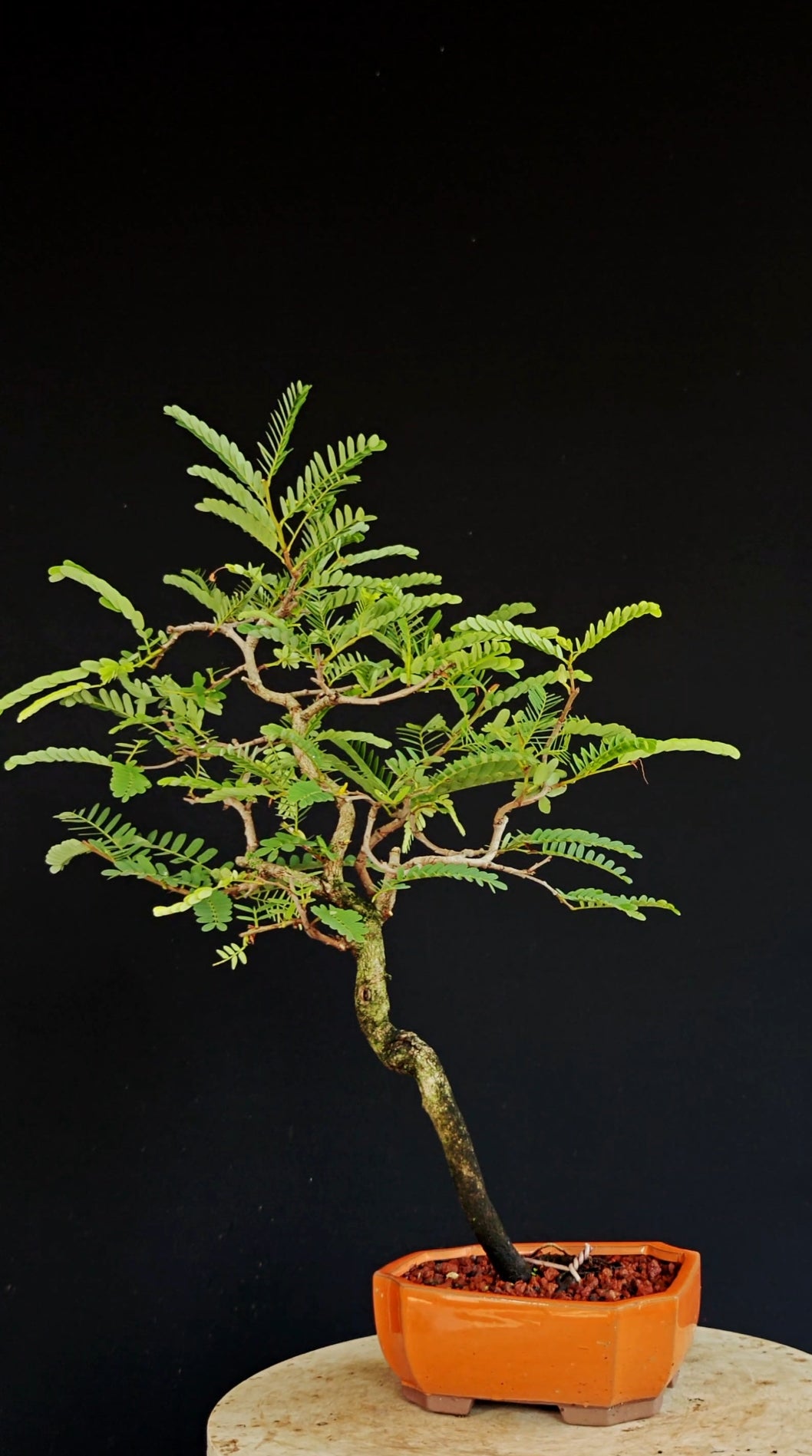 Tamarind Specimen Bonsai - 5 Inch Glazed Bonsai Pot