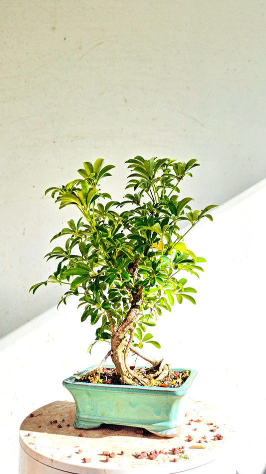 Dwarf Umbrella/Schefflera Bonsai - 5 Inch Glazed Pot