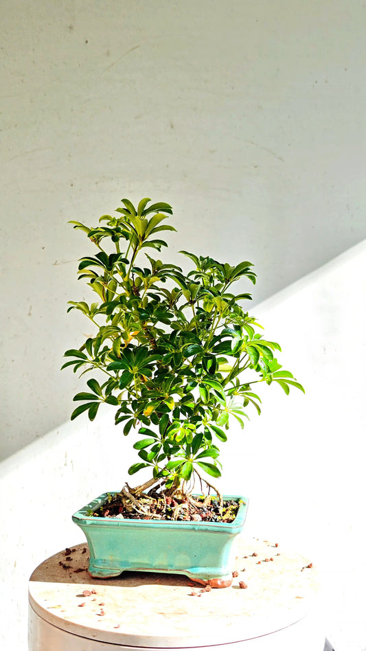 Dwarf Umbrella/Schefflera Bonsai - 5 Inch Glazed Pot