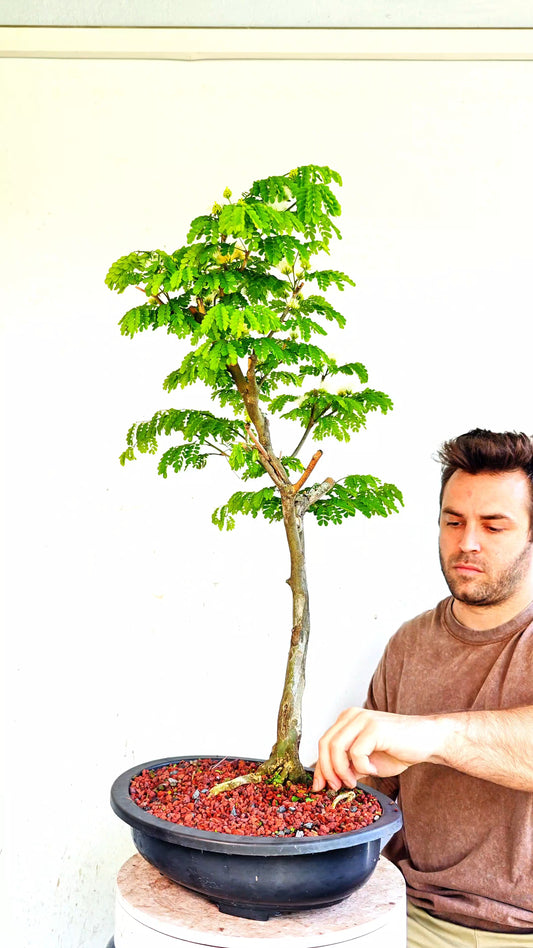 Thornless Flowering Brazilian Rain Tree - 15 Inch Plastic Bonsai Pot