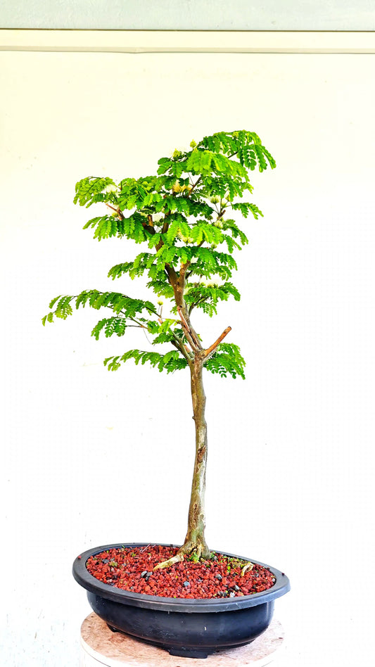 Thornless Flowering Brazilian Rain Tree - 15 Inch Plastic Bonsai Pot