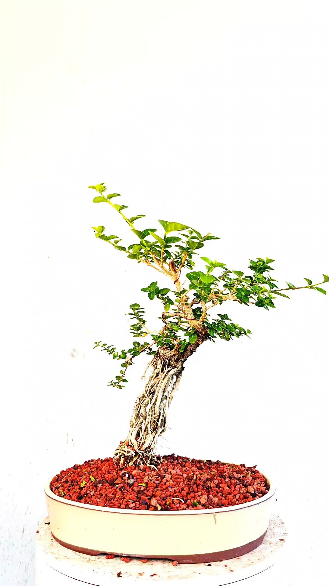 Flowering Premna Specimen - 12" Glazed Pot