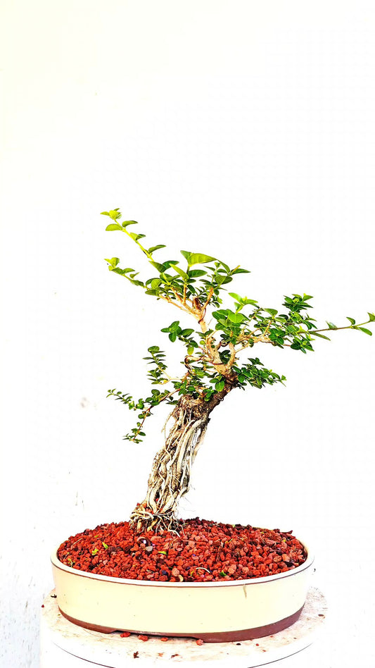 Flowering Premna Specimen - 12" Glazed Pot