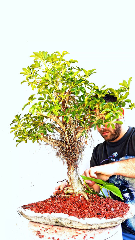 Dwarf Umbrella/Schefflera Bonsai Specimen - 12 Inch Handmade Cement Slab