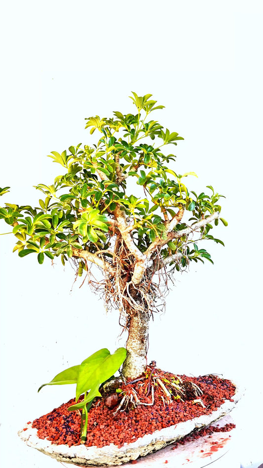 Dwarf Umbrella/Schefflera Bonsai Specimen - 12 Inch Handmade Cement Slab