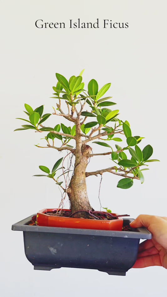 Green Island Ficus - 6 inch Glazed Rectangle