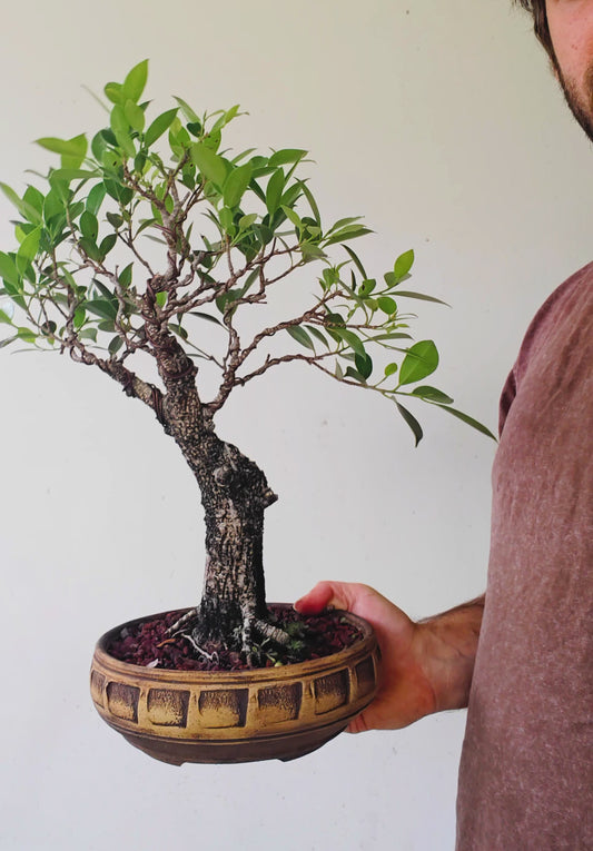 Tigerbark Ficus Bonsai