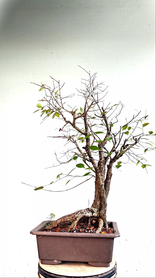 Multi Trunk American Elm Bonsai - 17 Inch Plastic Pot