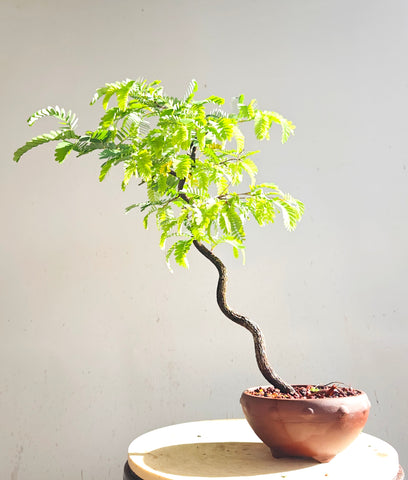 Tropical Tamarind Bonsai - 6 inch unglazed pot