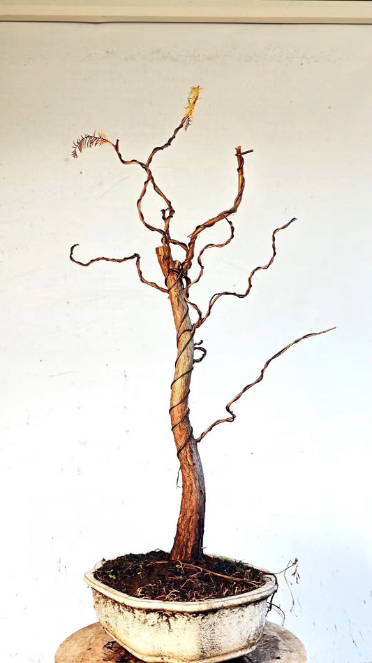 Bald Cyress Bonsai - 12 inch glazed pot