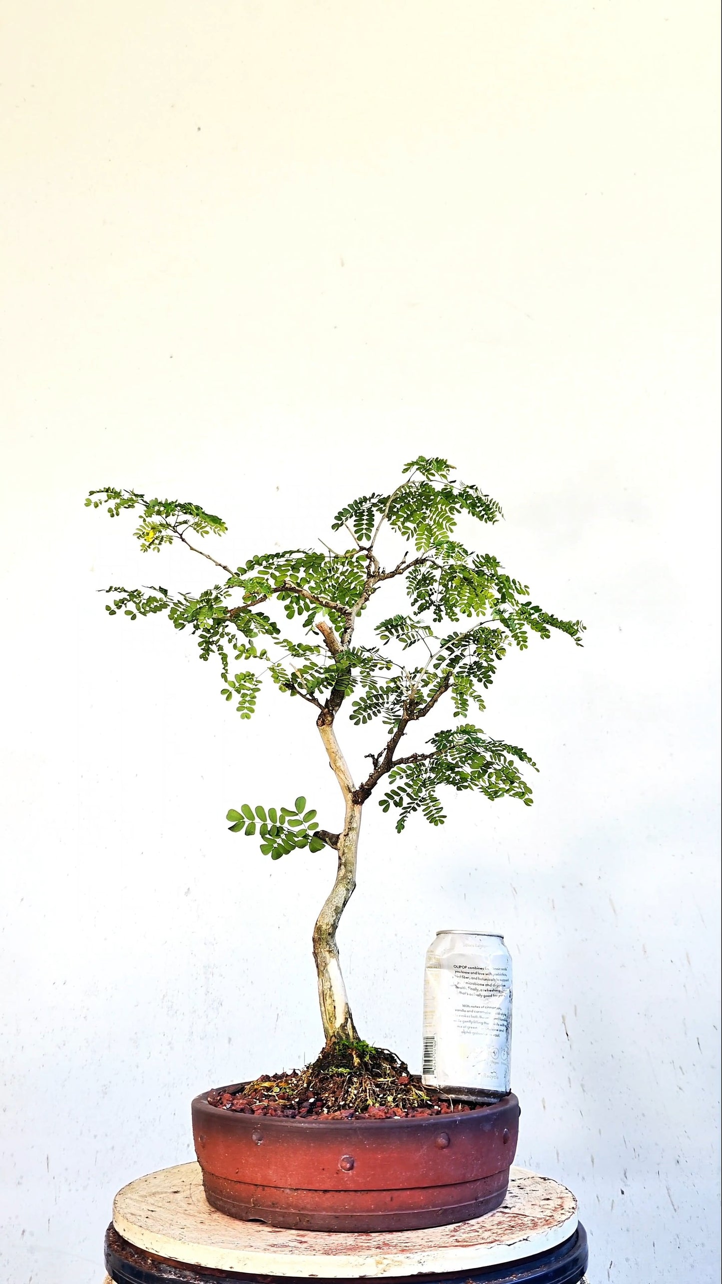 Thornless Flowering Brazilian Rain Tree Specimen - 10 Inch Unglazed Pot