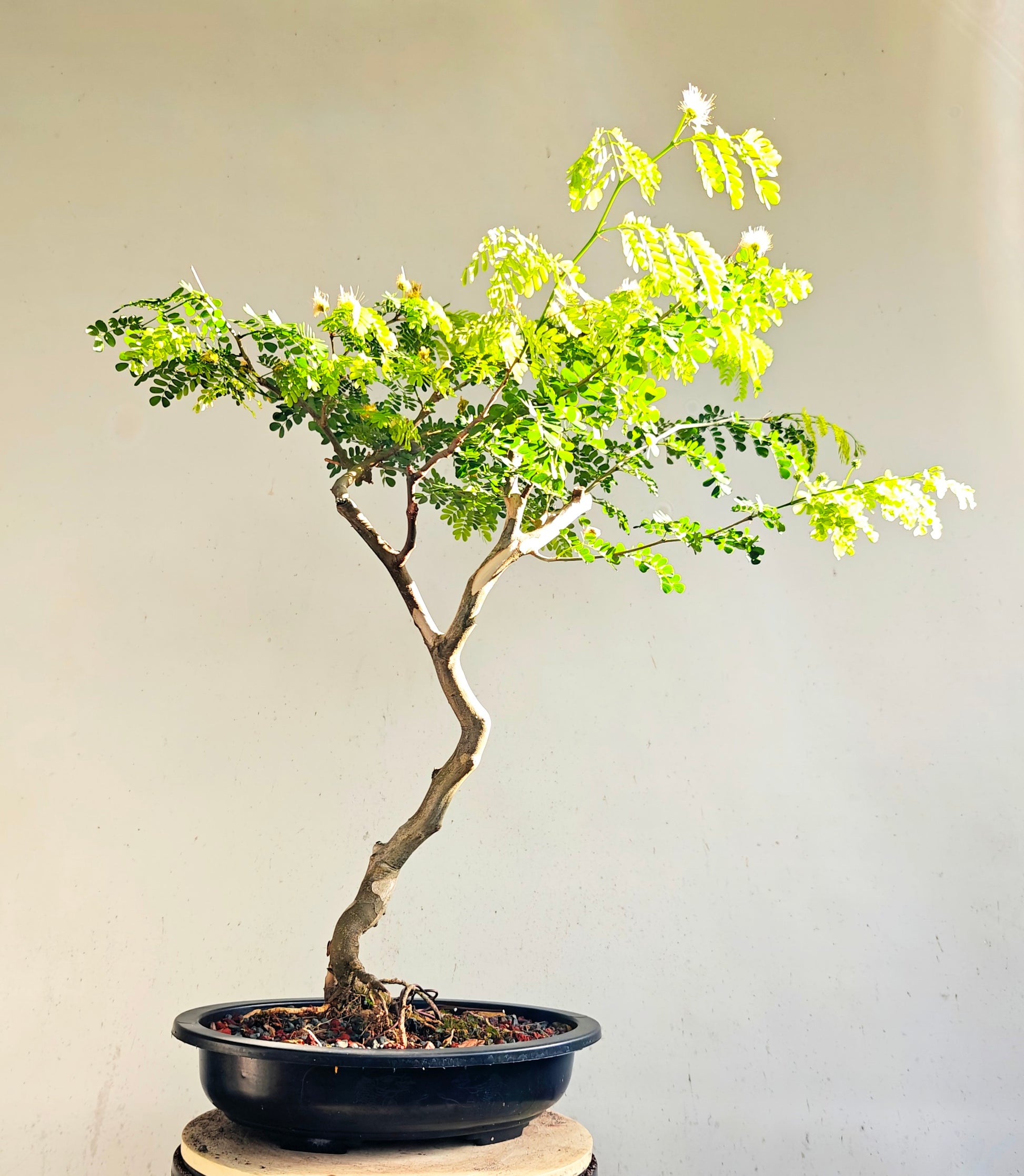 flowering brazilian raintree bonsai tree Thornless Flowering Brazilian Rain Tree
