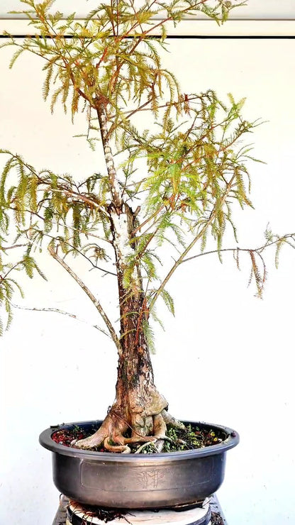 Bald Cyress Bonsai - 18 inch plastic pot