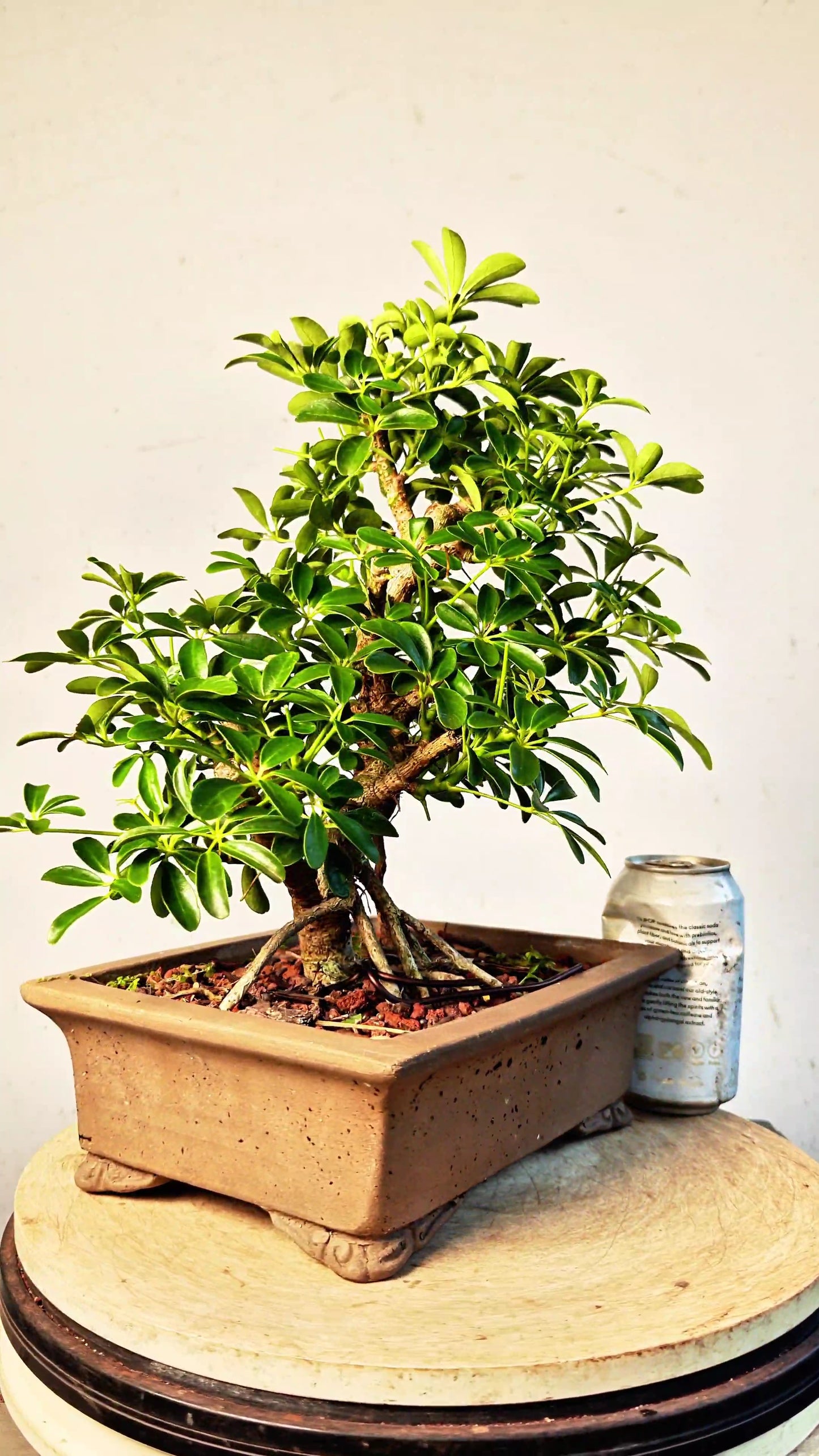 Dwarf Umbrella/Schefflera Bonsai - 10 inch unglazed pot