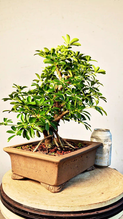 Dwarf Umbrella/Schefflera Bonsai - 10 inch unglazed pot