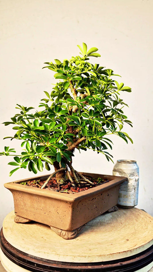 Dwarf Umbrella/Schefflera Bonsai - 10 inch unglazed pot