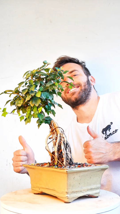 Parrots Beak Bonsai - 7 inch glazed pot