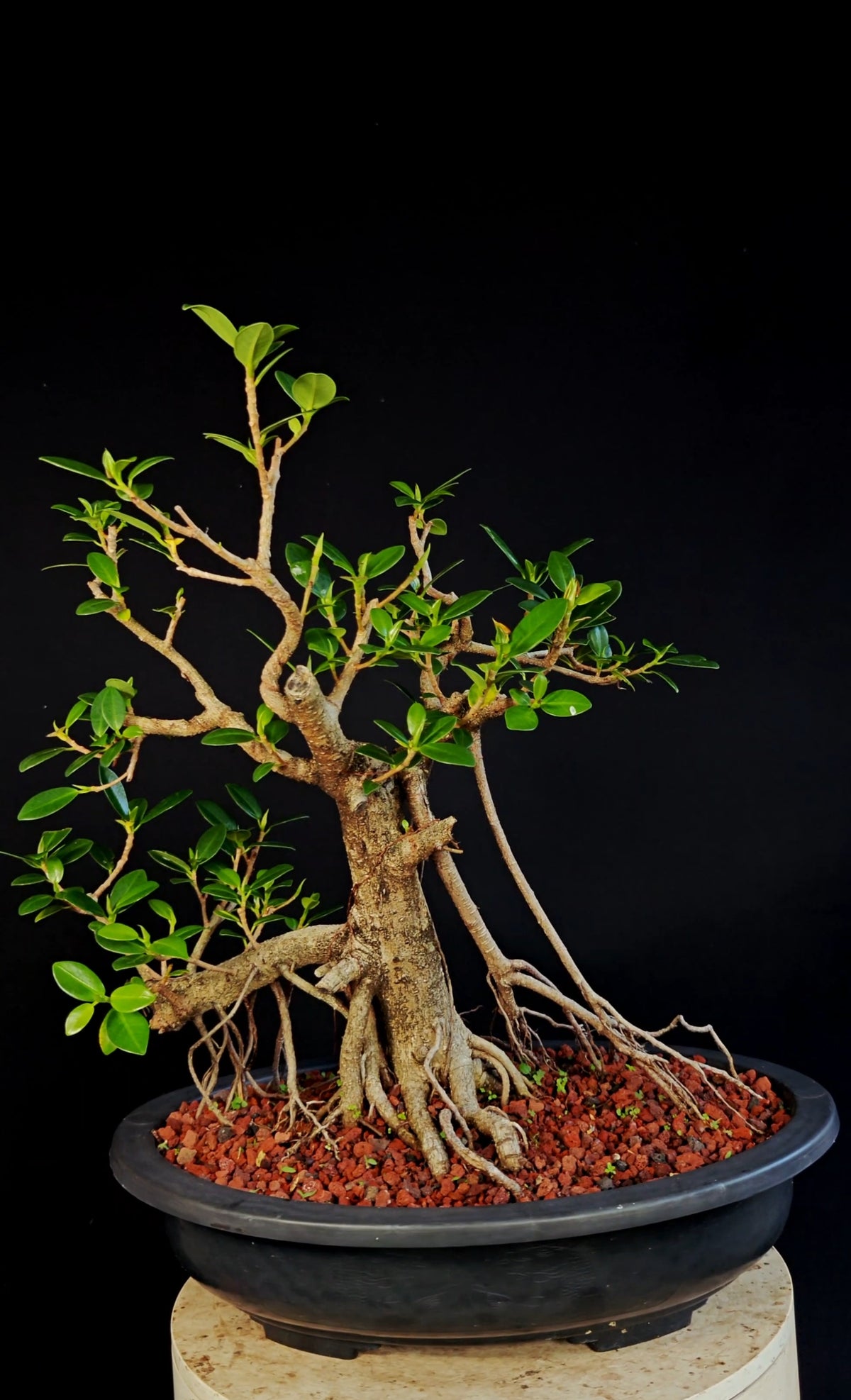 Ficus Microcarpa - 15 Inch Plastic Bosai Pot