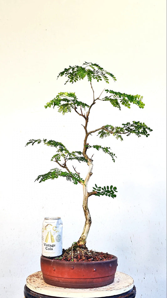 Thornless Flowering Brazilian Rain Tree Specimen - 10 Inch Unglazed Pot