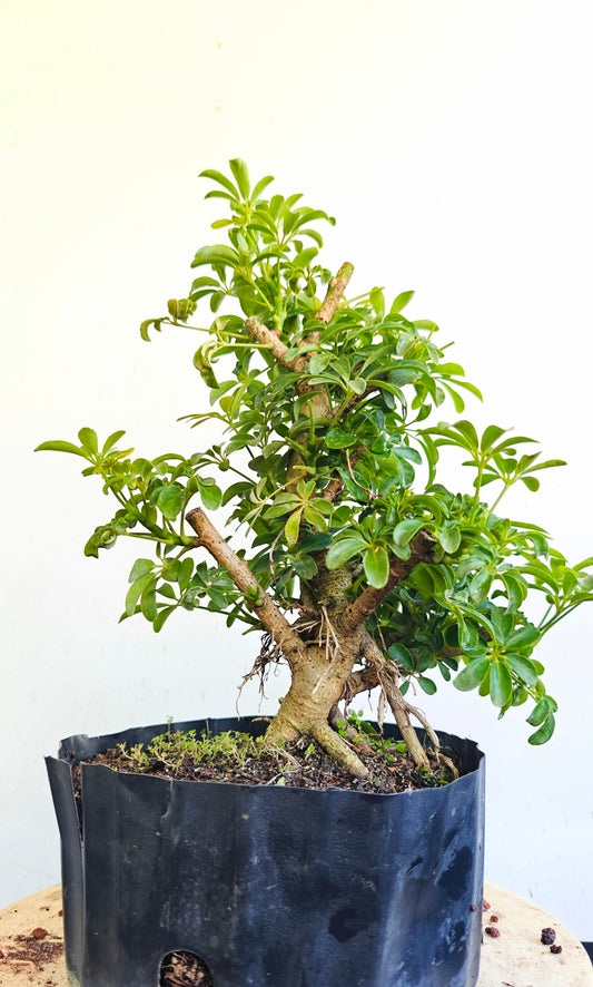 Dwarf Umbrella  Bonsai - 8 inch plastic container
