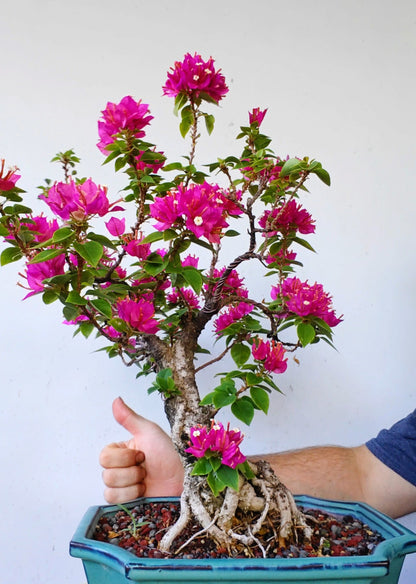 Pixie Bougainvillea Specimen Bonsai - 10 Inch Glazed Rectangle
